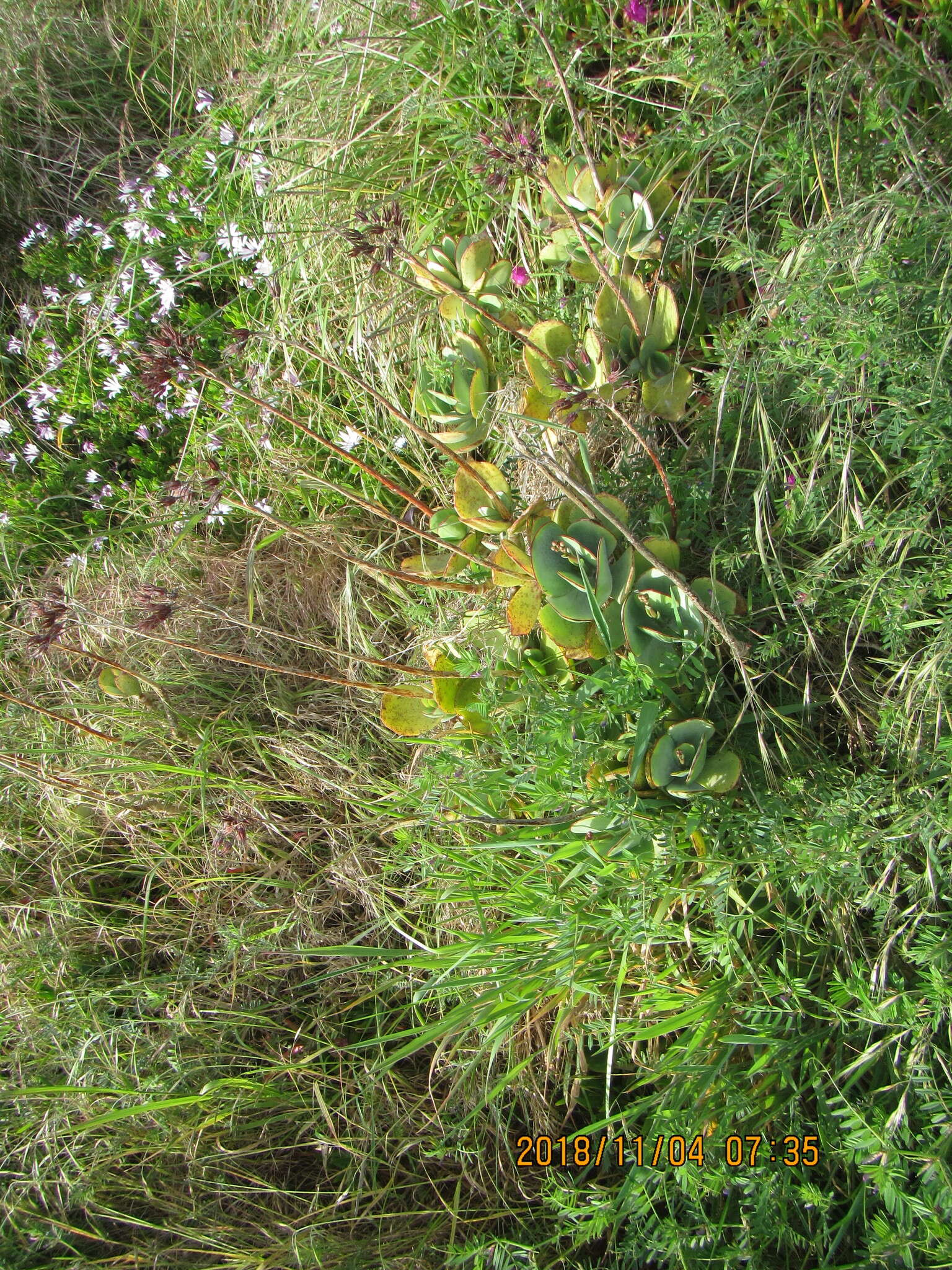 Image of <i>Cotyledon <i>orbiculata</i></i> var. orbiculata