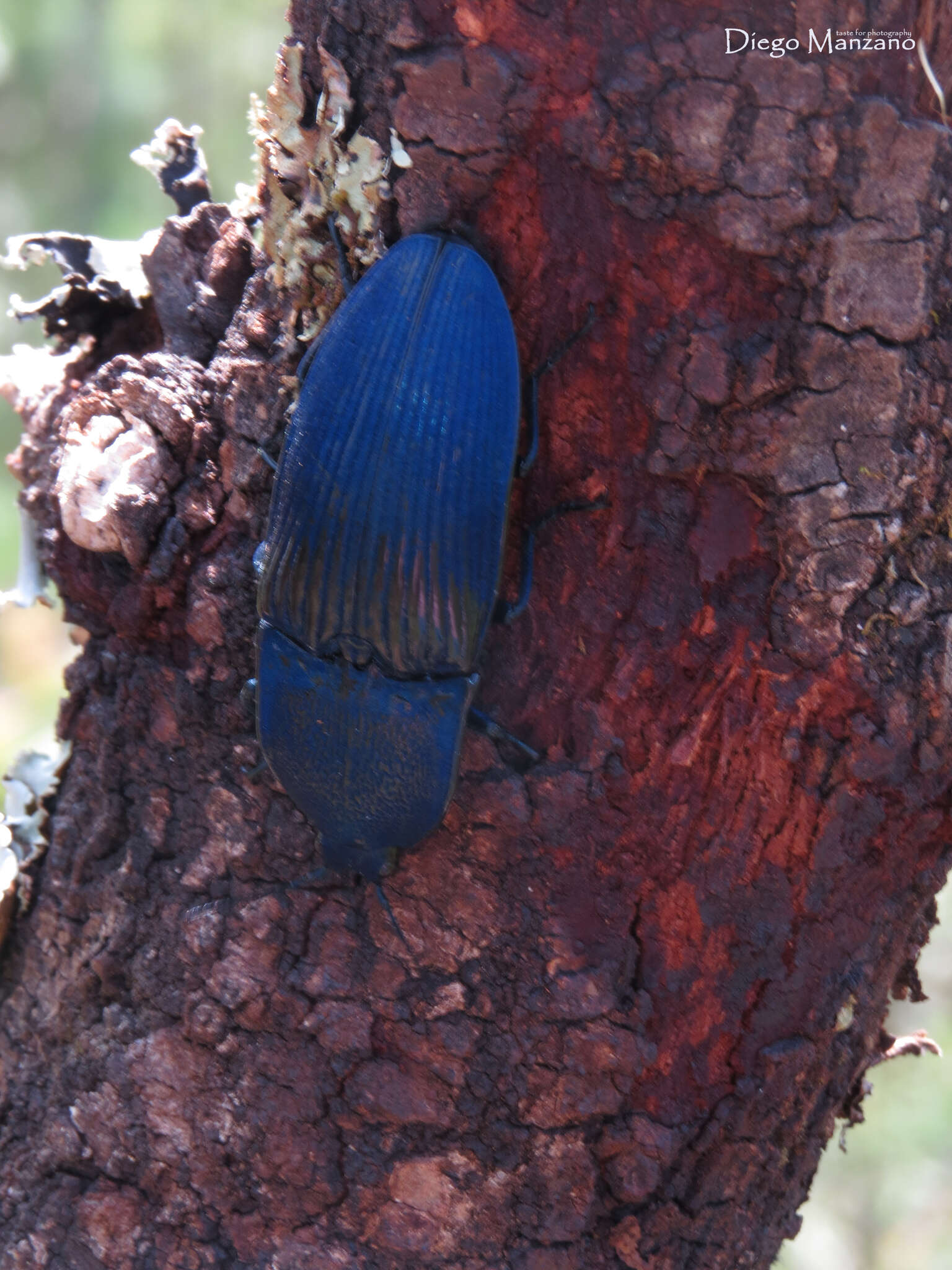 Image of Chalcolepidius lacordairei