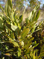 Image of Diospyros chamaethamnus Mildbr.