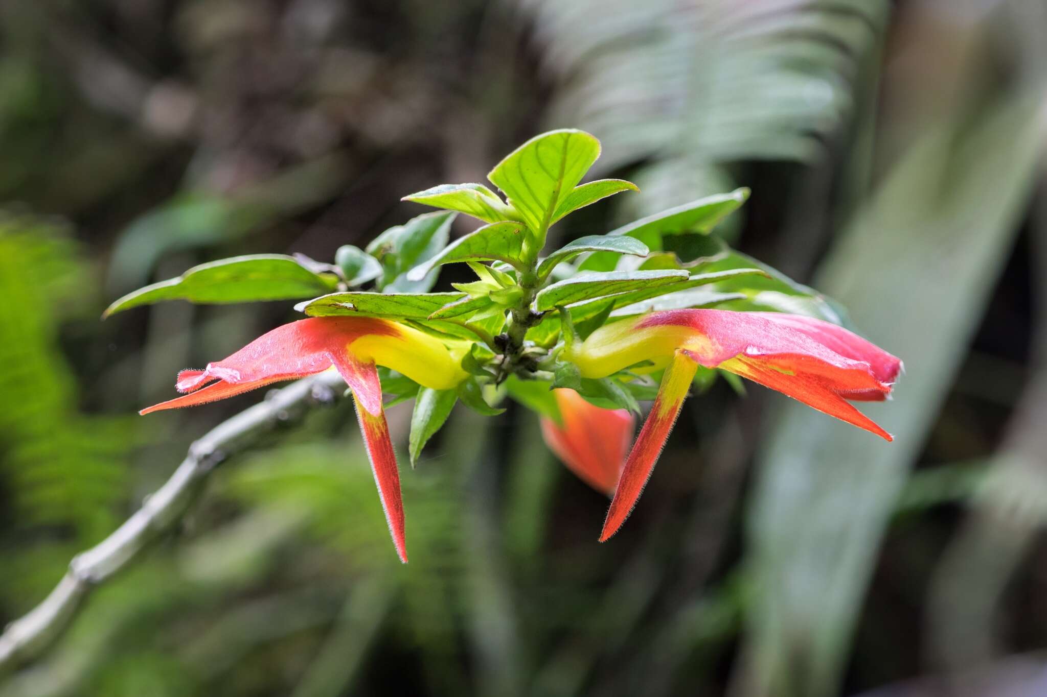 Image de Columnea nicaraguensis Oerst.