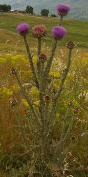 Image of Onopordum illyricum subsp. cardunculus (Boiss.) Franco