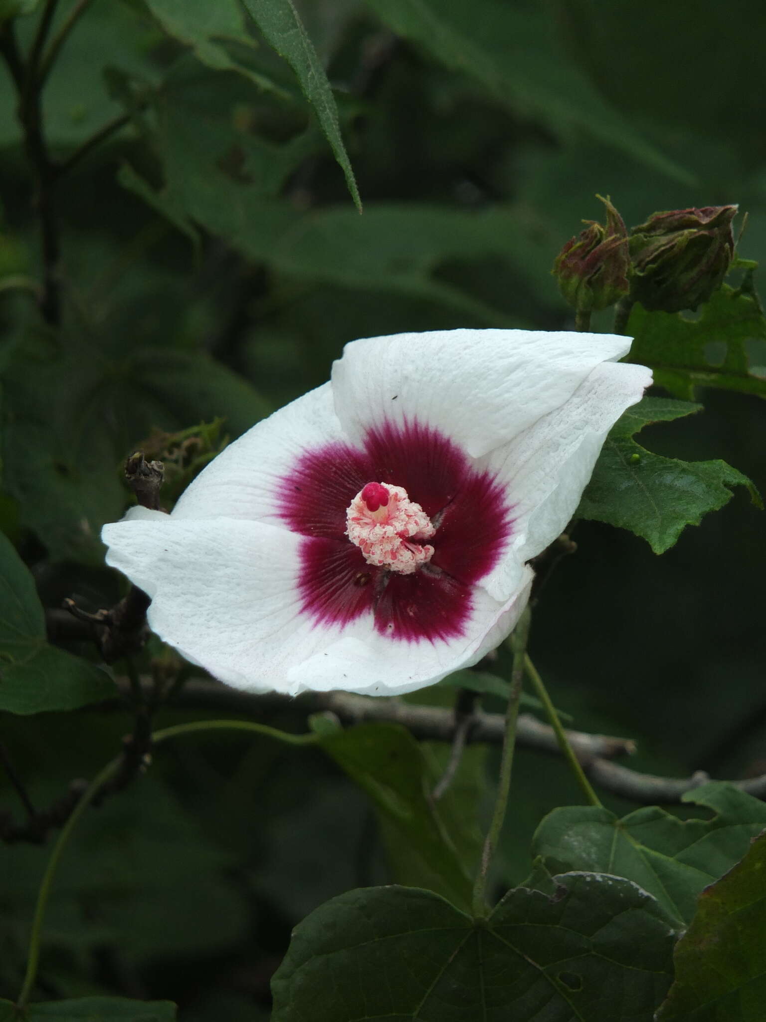 Image of Hibiscus platanifolius (Willd.) Sweet