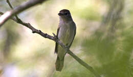 Pachyramphus polychopterus (Vieillot 1818) resmi