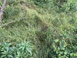 Image of Leafy Bulrush