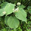 Sivun Abutilon umbelliflorum A. St.-Hil. kuva