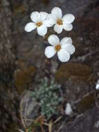 Image of Saxifraga cinerea H. Sm.