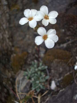 Sivun Saxifraga cinerea H. Sm. kuva