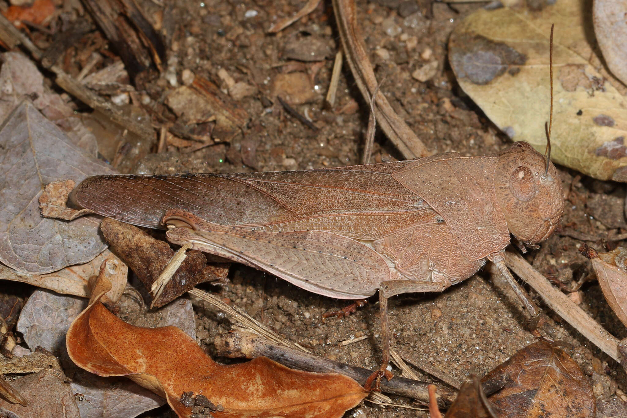 Humbe tenuicornis (Schaum 1853)的圖片