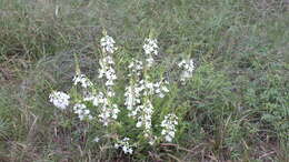 Image of Chascanum hederaceum (Sond.) Moldenke