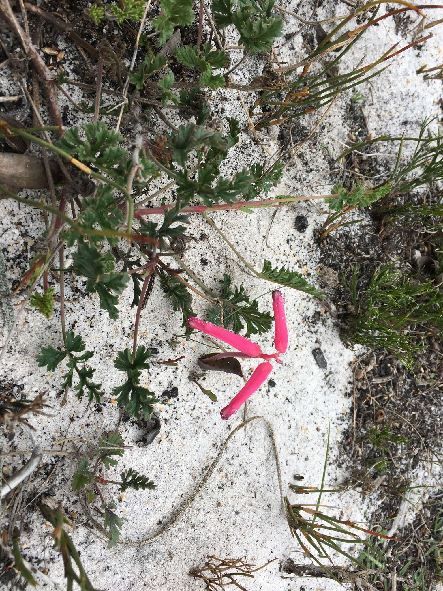 Image of Lachenalia punctata Jacq.