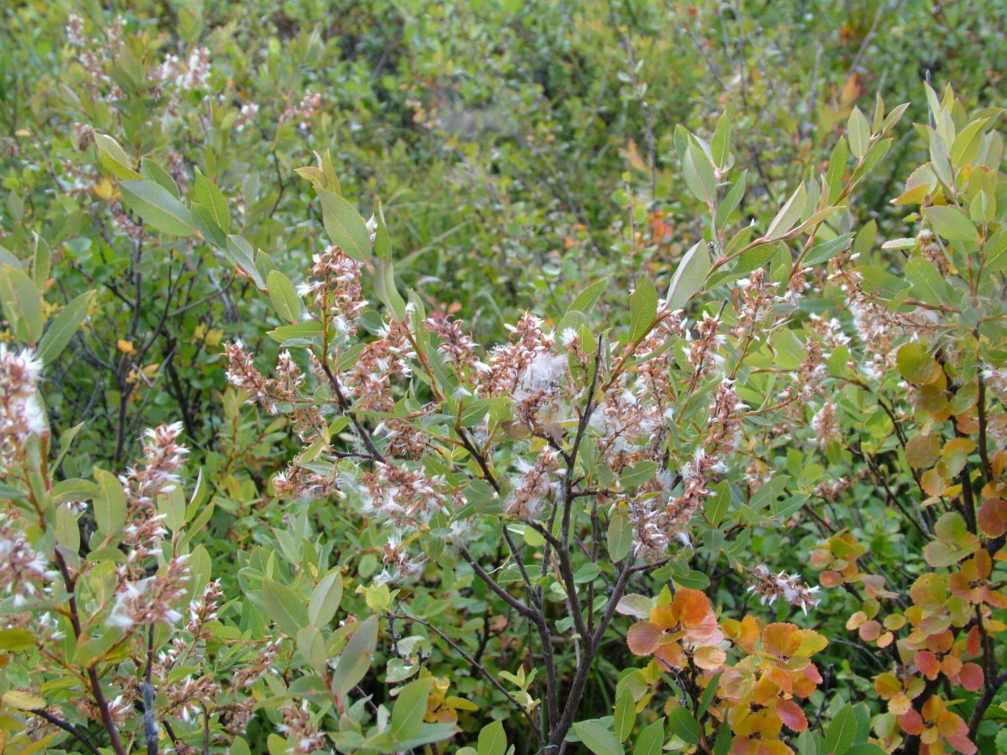 Image of Salix myrtilloides L.