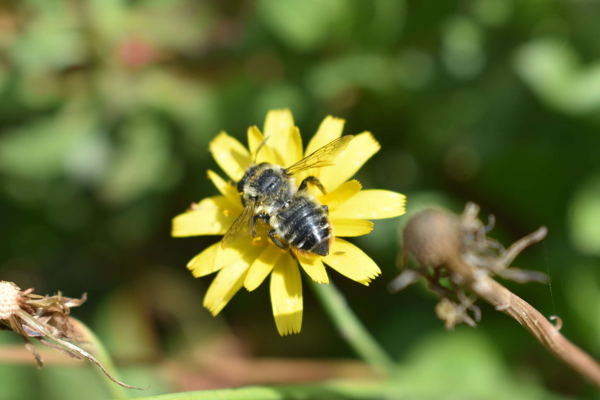 Image of Megachile pollinosa Spinola 1851