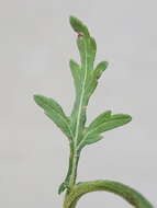 Image of Gray's feverfew