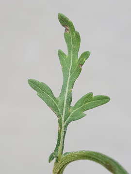 Image of Gray's feverfew