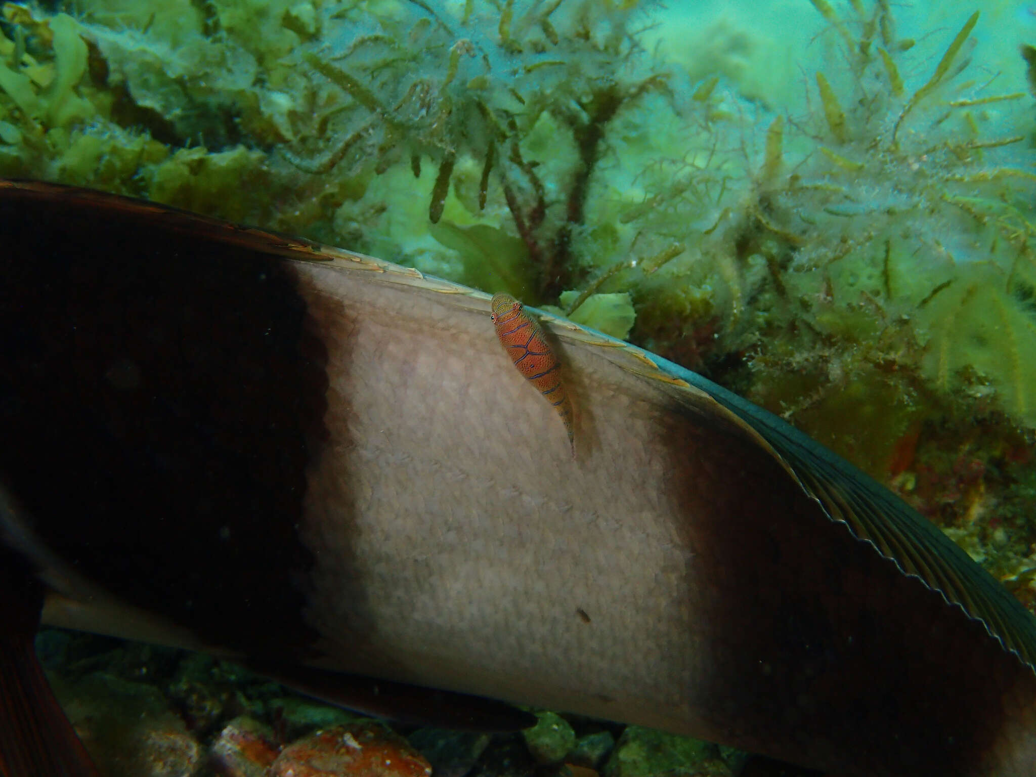 Image de Cochleoceps bicolor Hutchins 1991