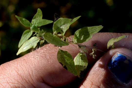 Image of Pennsylvania pellitory