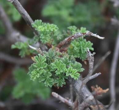 Pelargonium abrotanifolium (L. fil.) Jacq. resmi