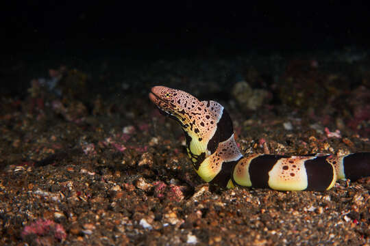 Image of Banded mud moray