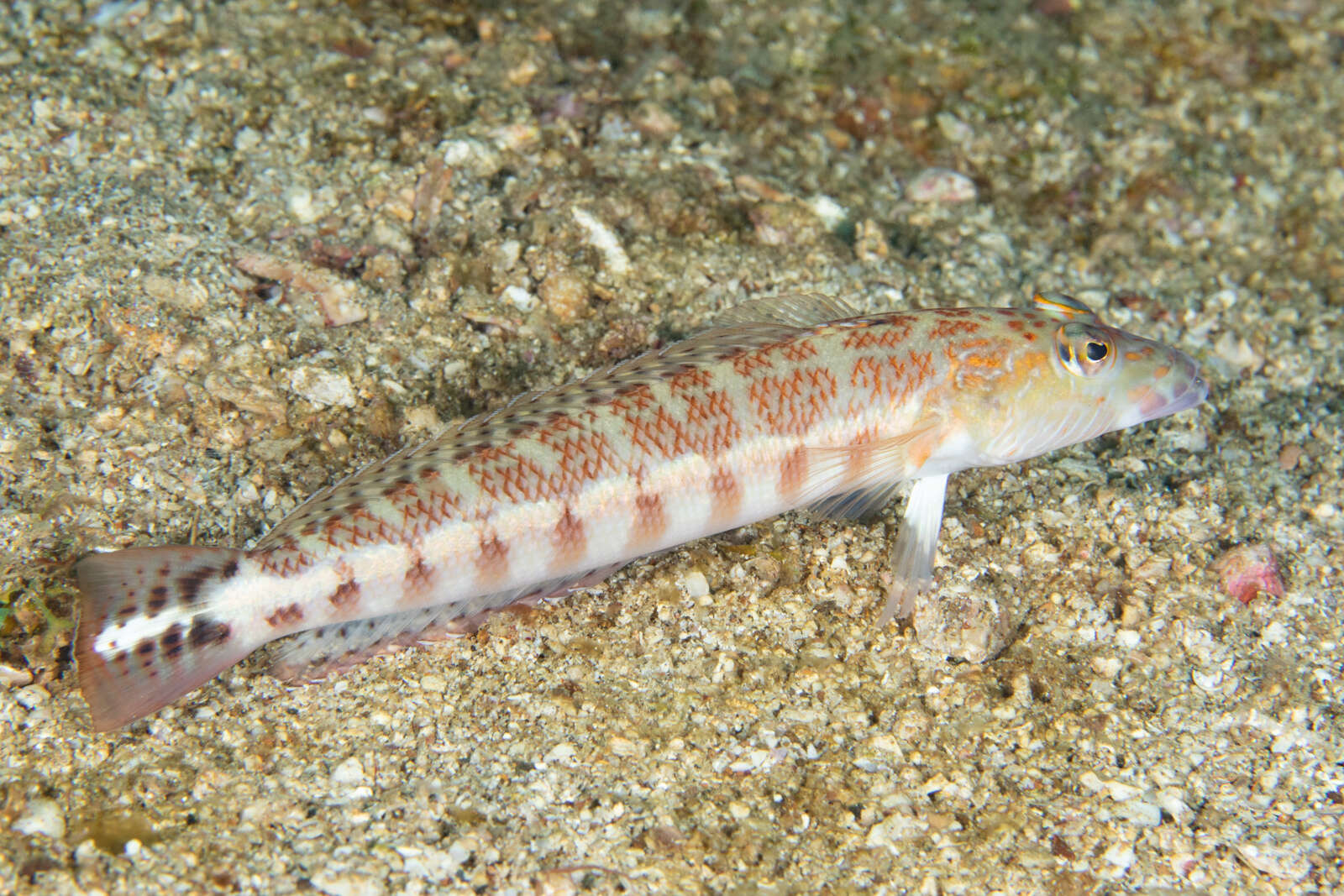 Image of Parapercis colemani