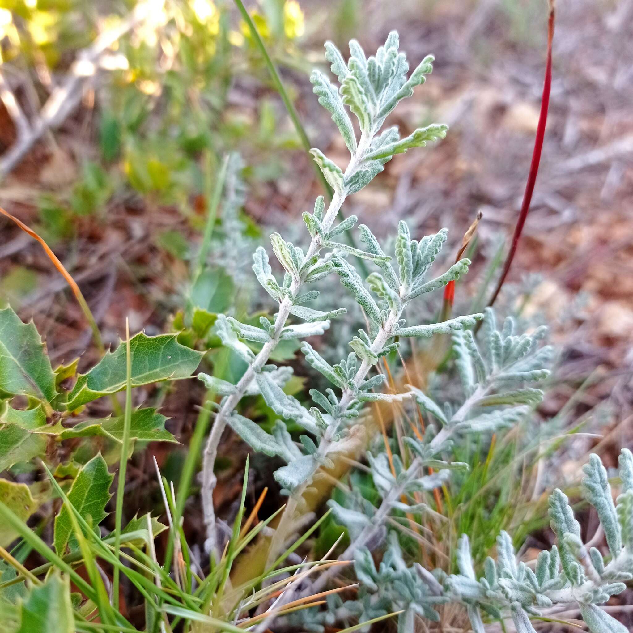 Image of Teucrium polium subsp. polium