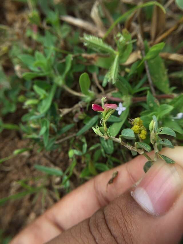 Plancia ëd Alysicarpus monilifer (L.) DC.