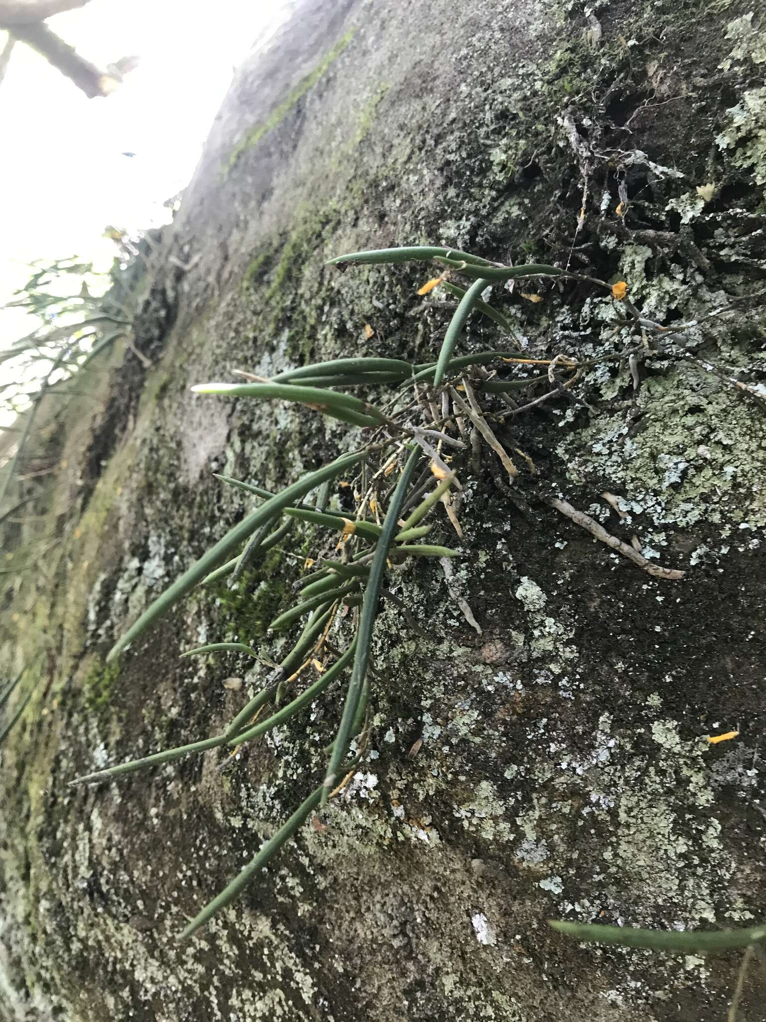 Imagem de Dendrobium striolatum Rchb. fil.