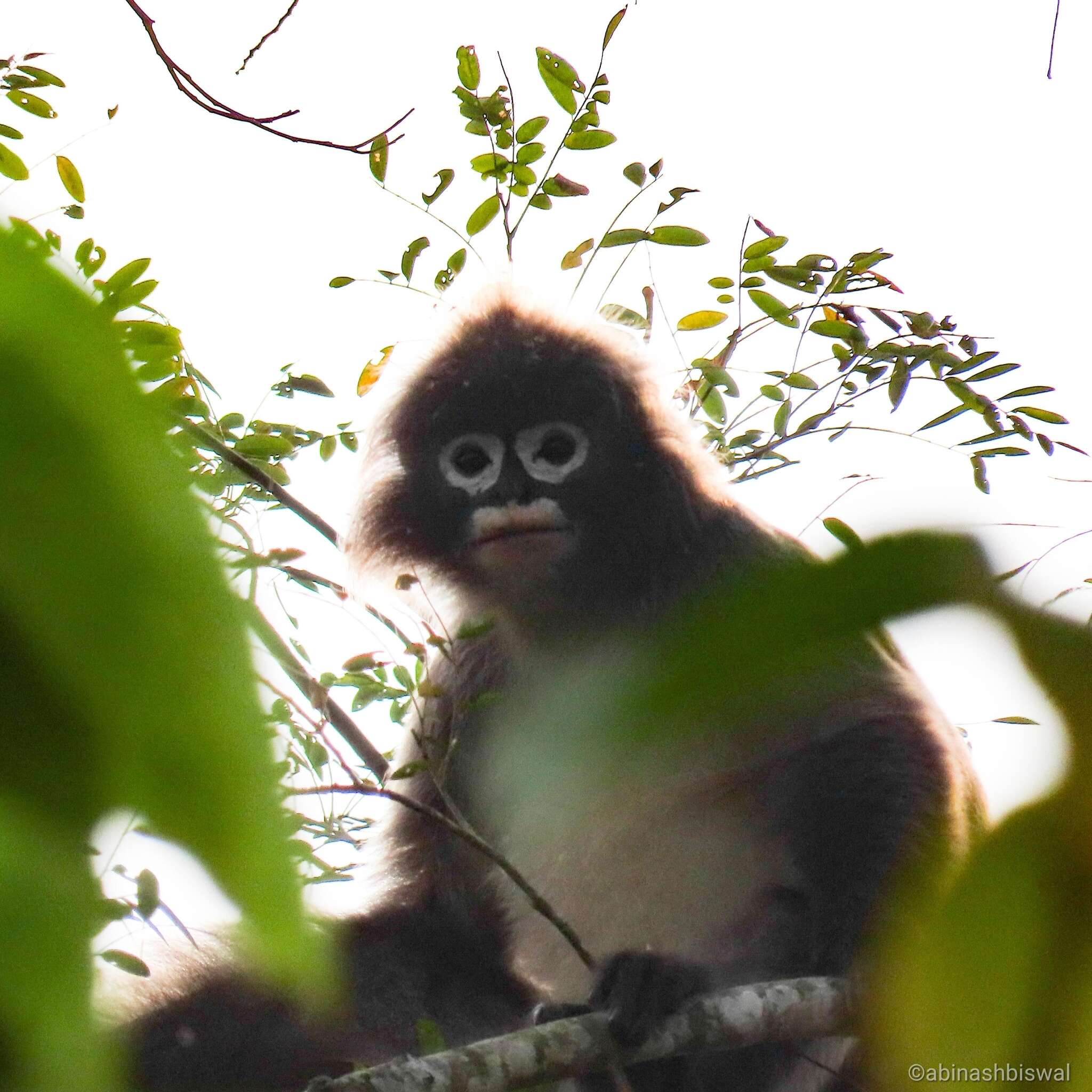 Image of Phayre's Langur