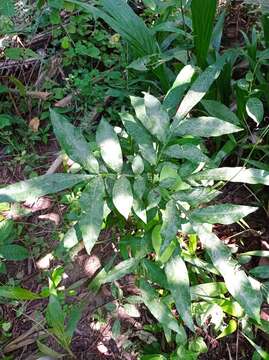 Image of wingleaf soapberry