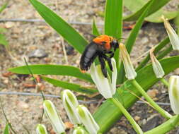 Image of Xylocopa flavorufa (De Geer 1778)