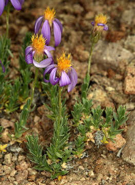 Image of Lava aster