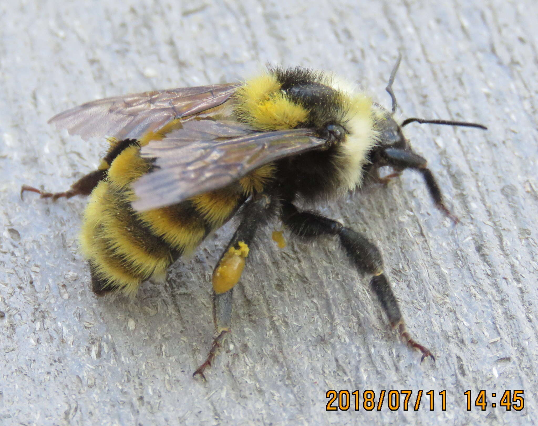 Imagem de Bombus appositus Cresson 1879