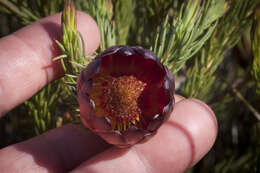 Image of Protea nana (Berg.) Thunb.