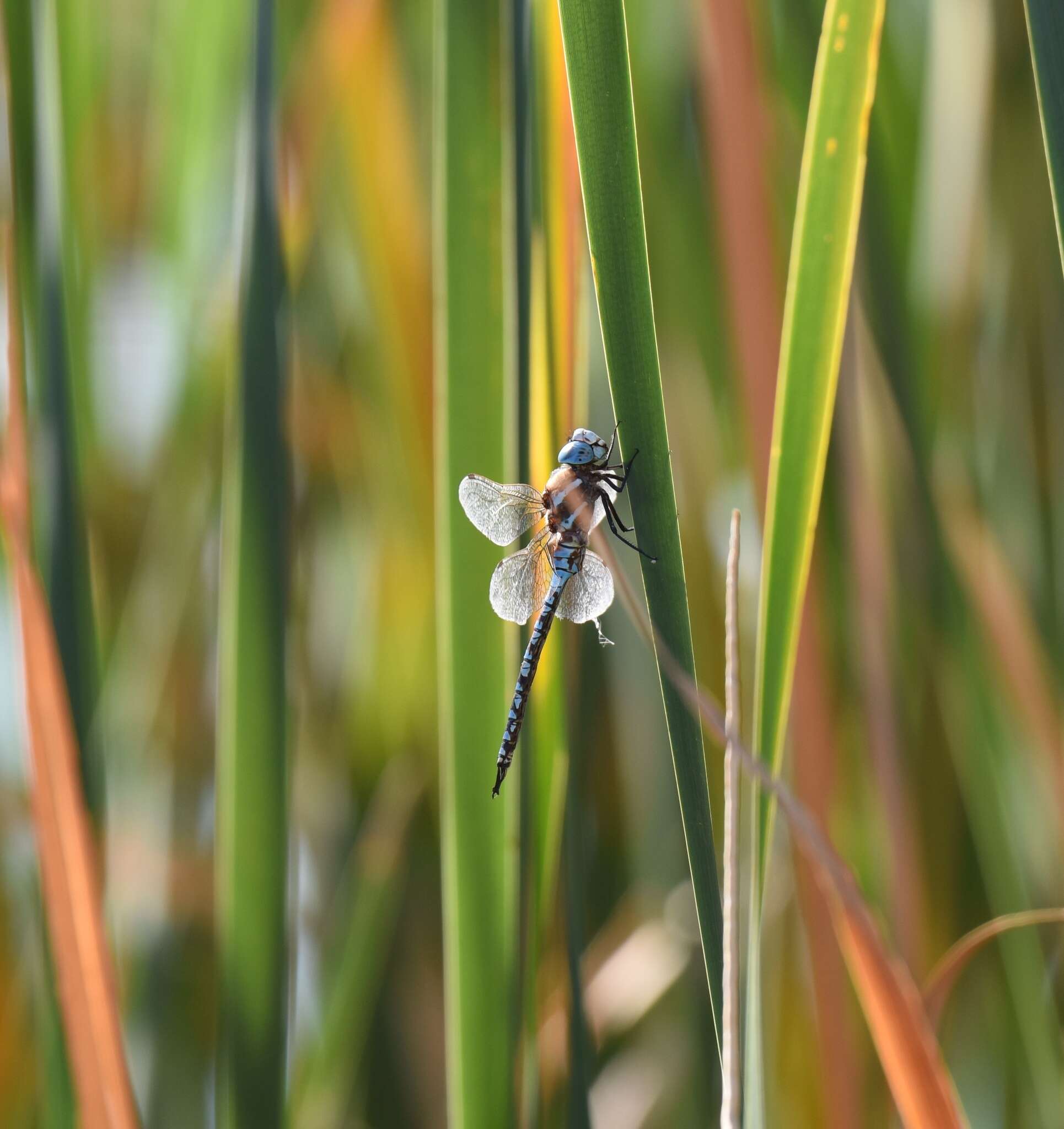 Image of Blue-eyed Darner