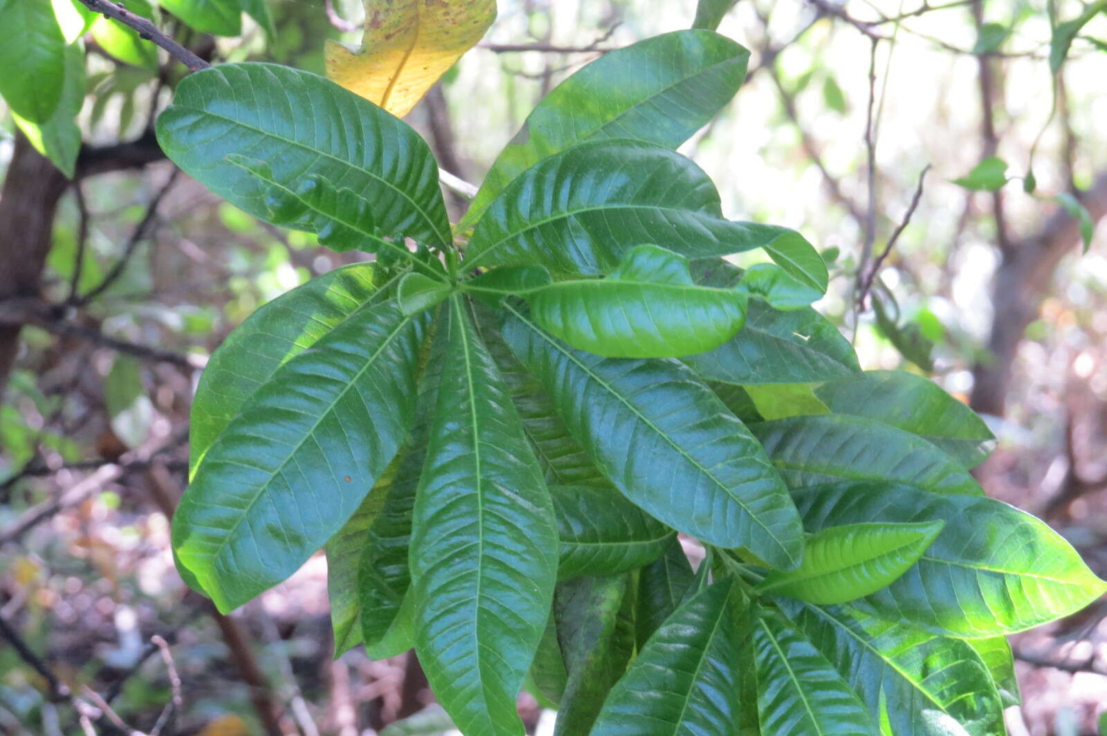 Image of Dodonaea viscosa subsp. viscosa