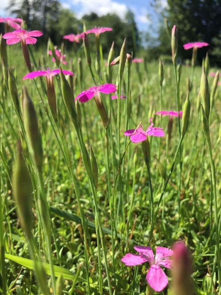 Слика од Dianthus deltoides L.