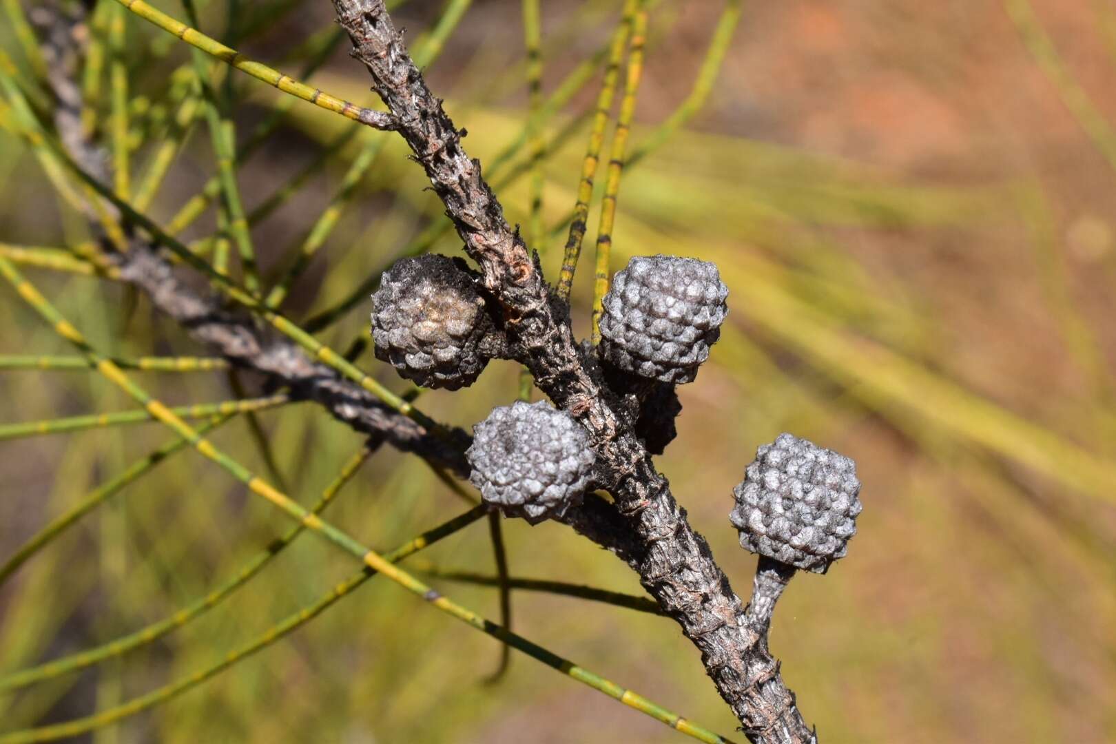 Image of Casuarina collina Poiss. ex Panch. & Sebert