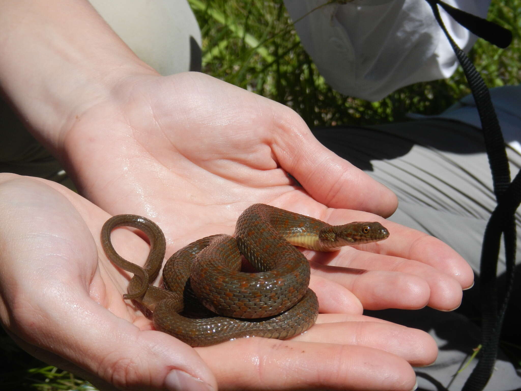 Image of Narrowhead Garter Snake