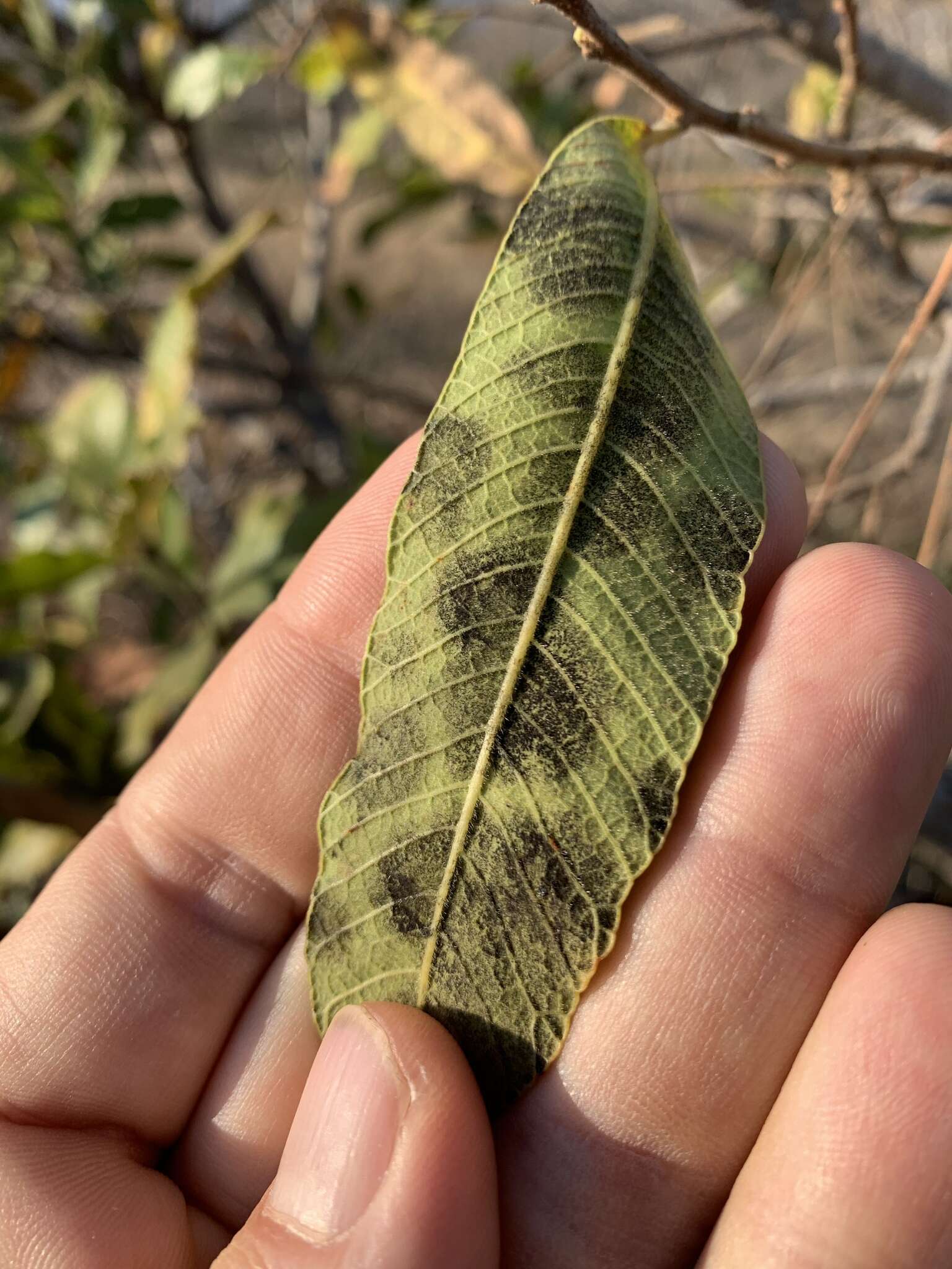 Image of Ozoroa sphaerocarpa R. & A. Fernandes