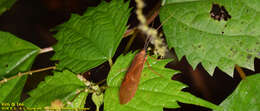 Image of Hydatophylax formosus Schmid 1965