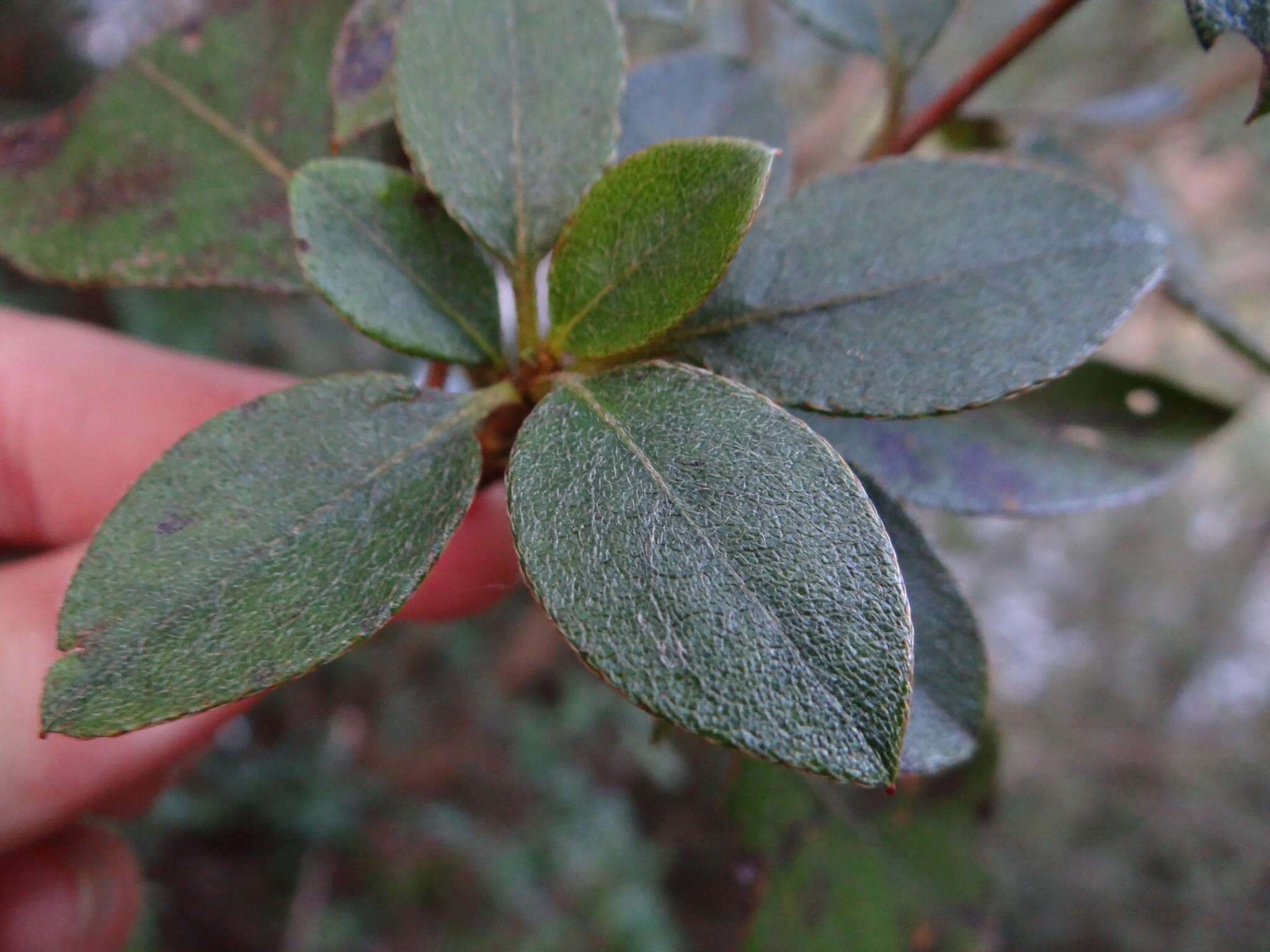 صورة Rhododendron breviperulatum Hayata