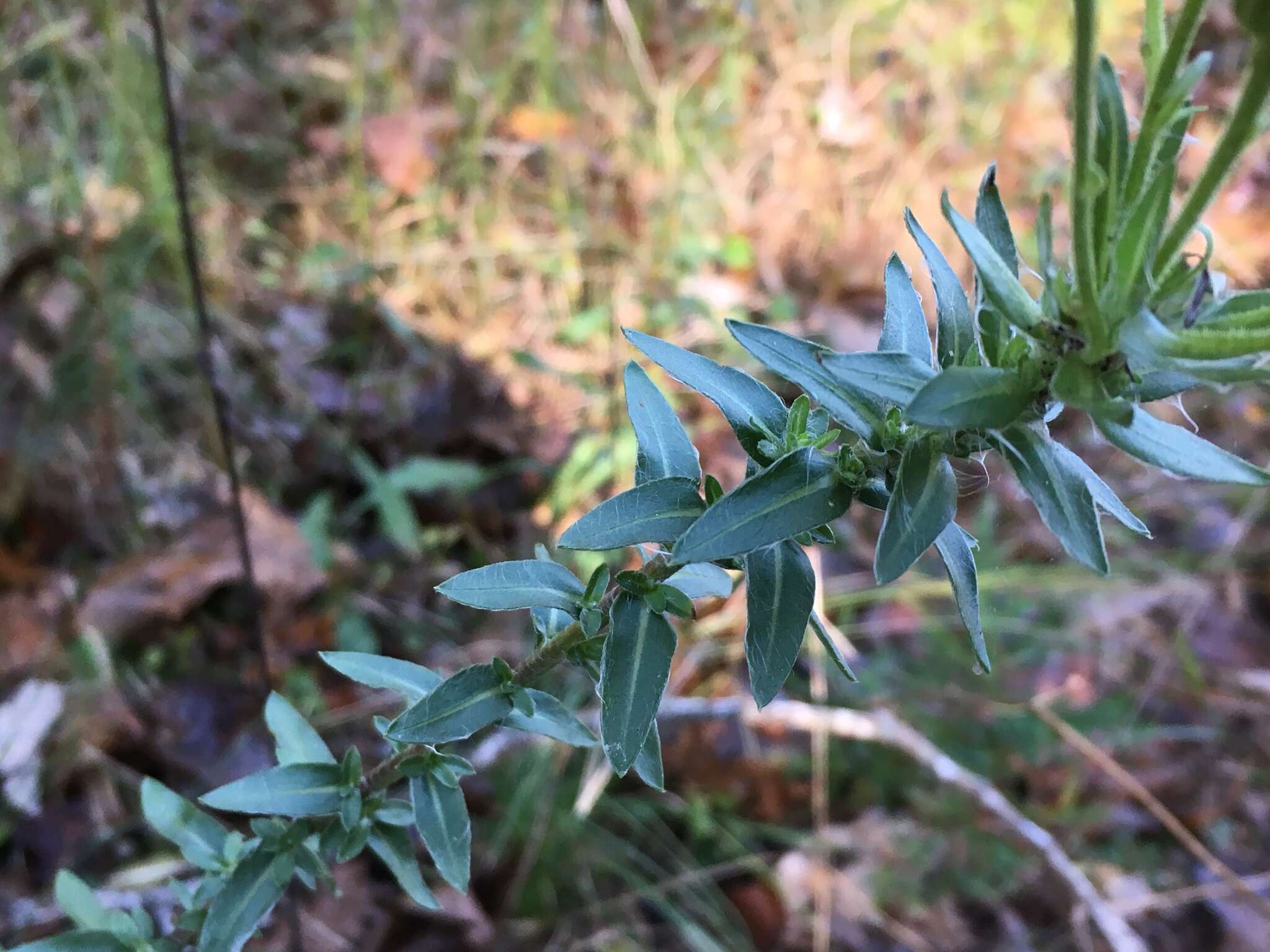 Image of Maryland goldenaster