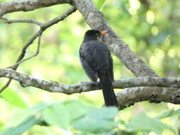 Image of White-chinned Thrush