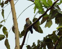 Image of Asian Emerald Cuckoo