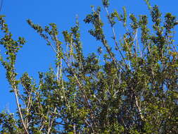 Image of Citharexylum ilicifolium Kunth