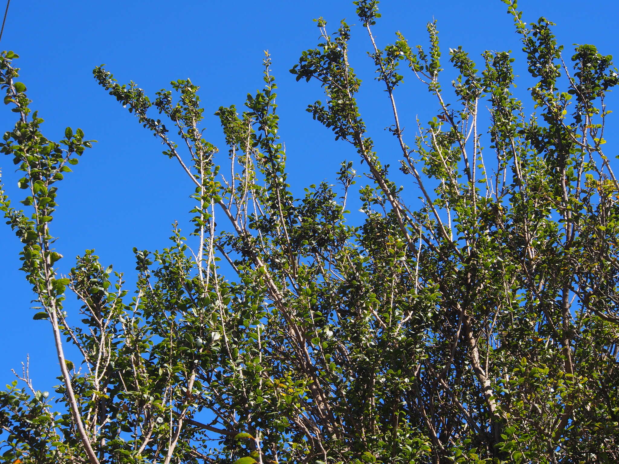 Image of Citharexylum ilicifolium Kunth