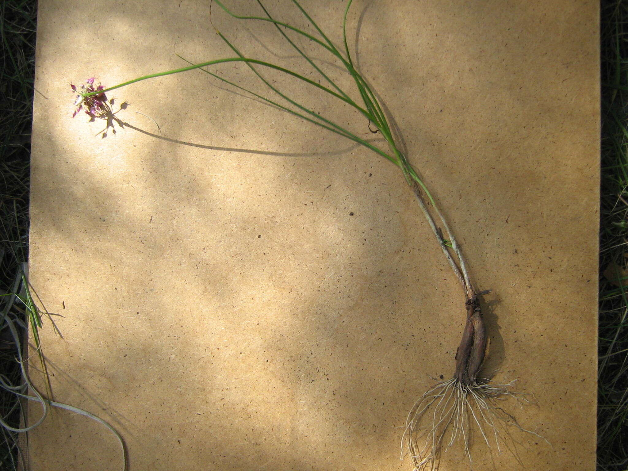 Image of Allium cretaceum N. Friesen & Seregin