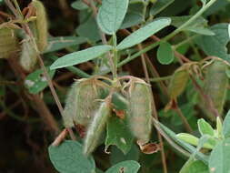 Image of showy pigeonpea