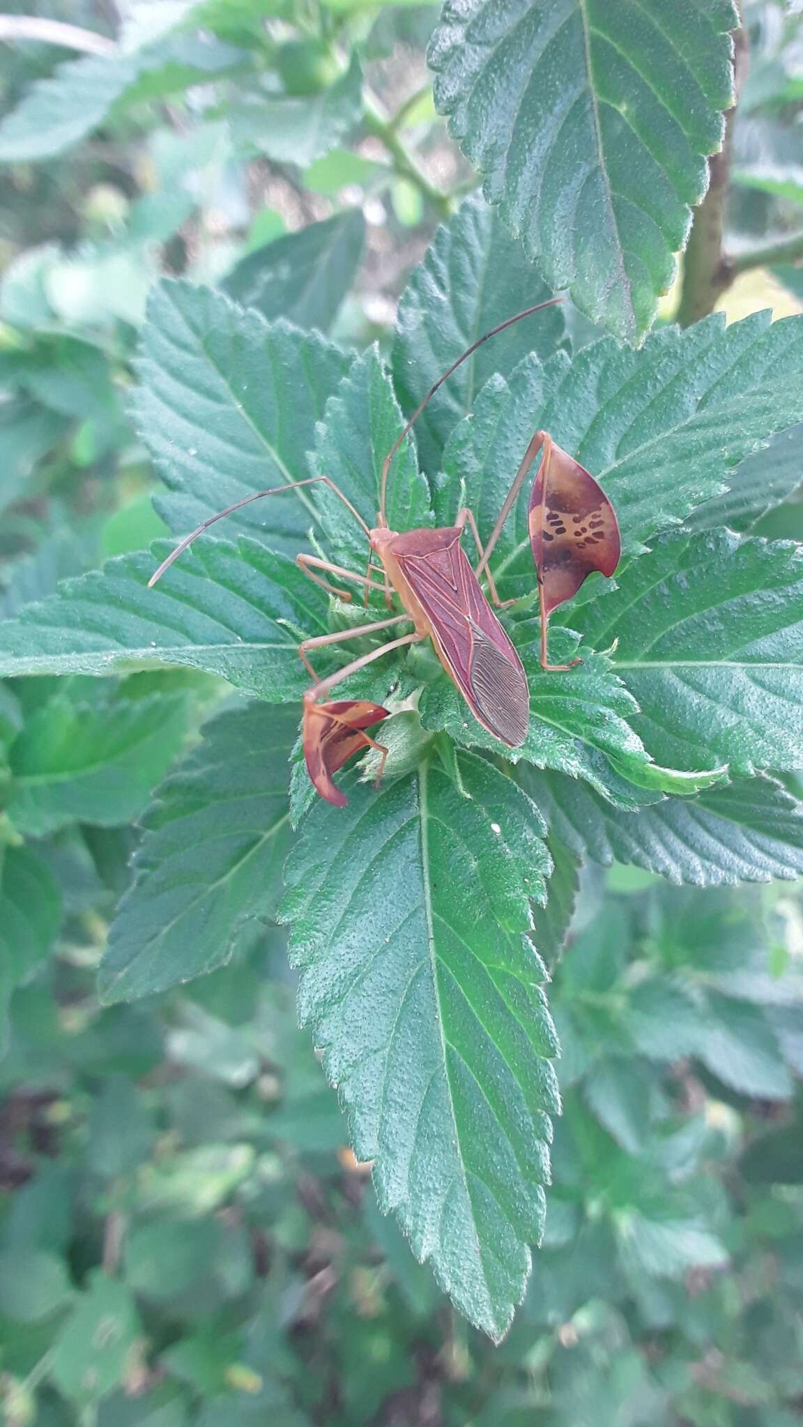 Image of Flag-footed Bug