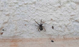 Image of Steatoda diamantina Levi 1962