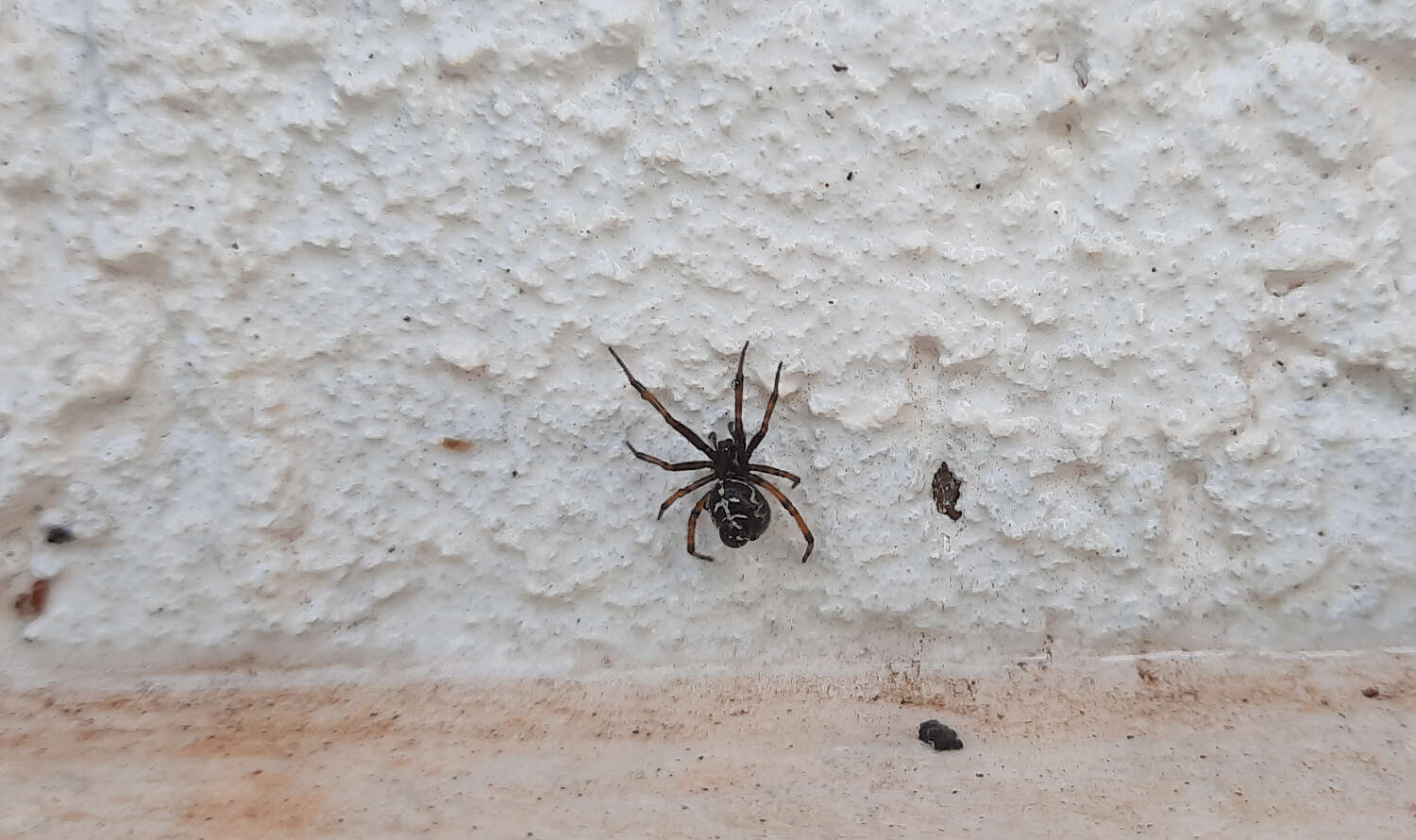 Steatoda diamantina Levi 1962的圖片